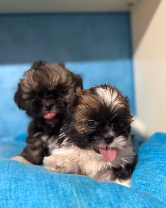 Cuccioli Shitzu maschietti
