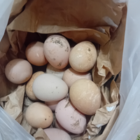 Uova da cova di faraone bianche