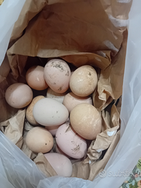 Uova da cova di faraone bianche