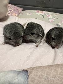 Cuccioli di cincilla