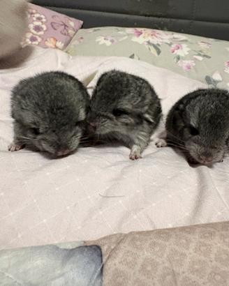 Cuccioli di cincilla