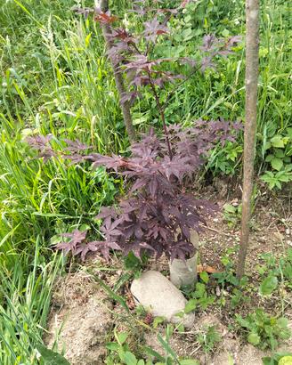 acero rosso giapponese 