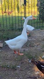 Oche cignoidi bianche pulcini