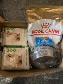 Accessori cucciolo cane