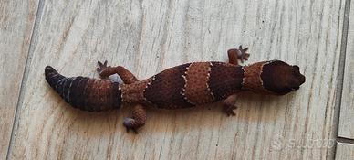 Gecko africano coda grassa + terrario+accessori