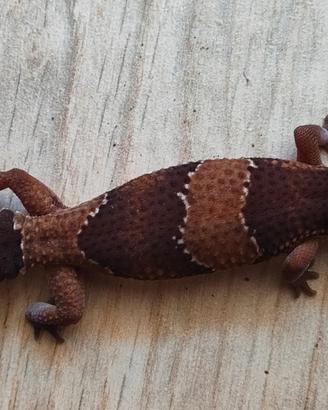 Gecko africano coda grassa + terrario+accessori