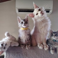 Gattini di Maine Coon dal primo gennaio