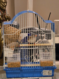 Coppia diamantini + gabbia