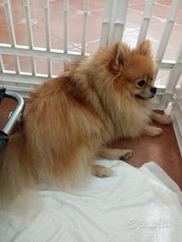 Spitz di Pomerania