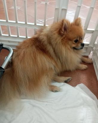 Spitz di Pomerania