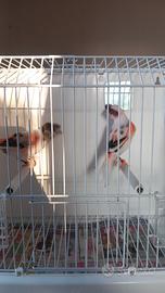 Arlecchino portoghese