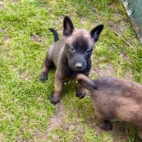 Pastore belava Malinois linea