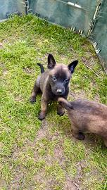 Pastore belava Malinois linea