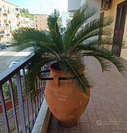 2 CYCAS CON GIARA