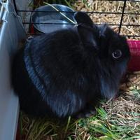 Coniglietta Nana Domestica Nera ( coniglio nano )