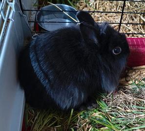 Coniglietta Nana Domestica Nera ( coniglio nano )