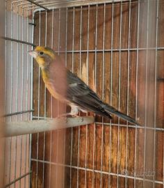 Ciuffolotto messicano