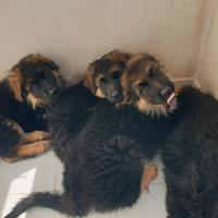 Vendita di cuccioli di pastore tedesco a pelo lung