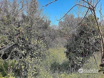 Fiumefreddo "Borgo Valerio" Terreno con ruderi