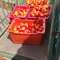 pomodori bio per salse e freschi