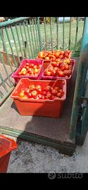 pomodori bio per salse e freschi