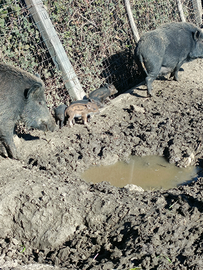 Cinghialetti Incrocio