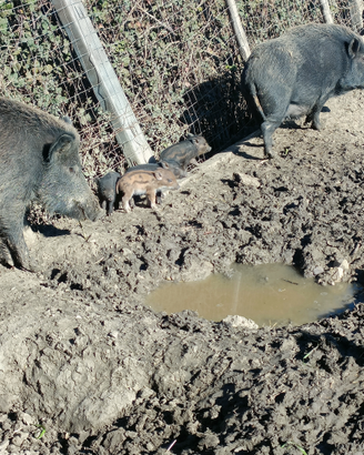 Cinghialetti Incrocio