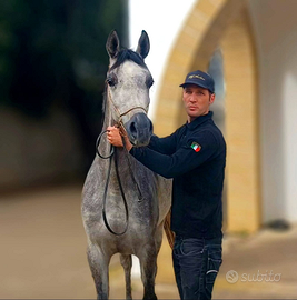 Cavalla Araba gravida