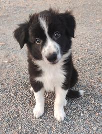 Cuccioli border collie