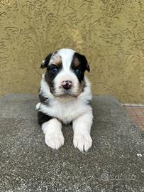 Cucciole Pastore Australiano