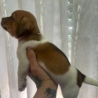 Cucciola di jack Russell a zampa corta
