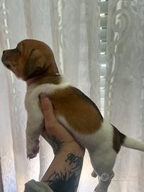 Cucciola di jack Russell a zampa corta