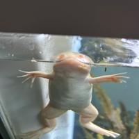 Xenopus acquario
