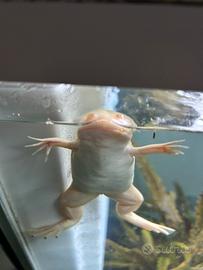 Xenopus acquario
