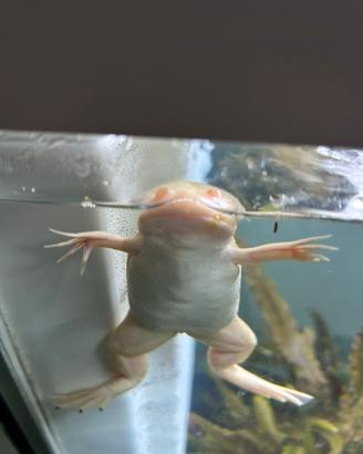 Xenopus acquario
