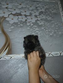 Cucciola