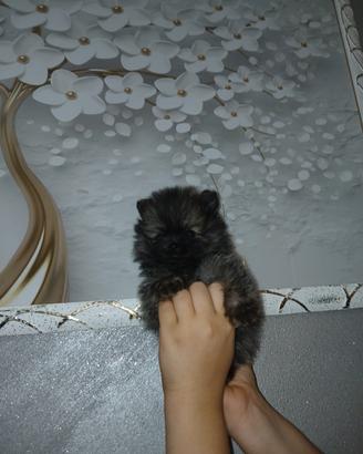 Cucciola