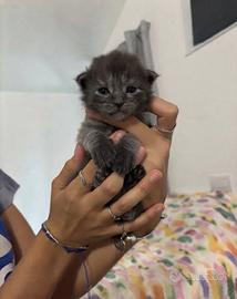 Cuccioli di maine coon