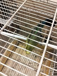 Cocorite verdi ala nera coppia