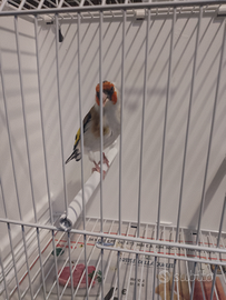 Cardellinio favato Maior