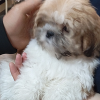 Shih Tzu disponibili alta genealogia