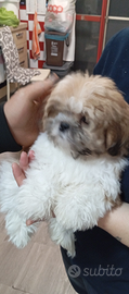 Shih Tzu disponibili alta genealogia