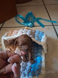 Barboncini mini toy red brawn