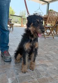 Disponibile cucciolone jagdterrier