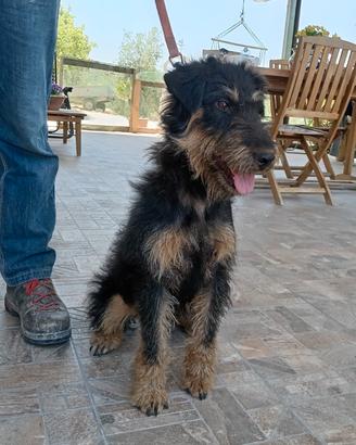Disponibile cucciolone jagdterrier