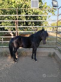 Pony