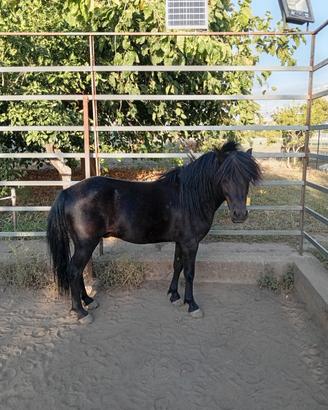 Pony