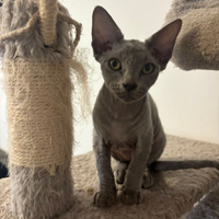 Piccola principessa Sphynx