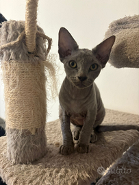 Piccola principessa Sphynx