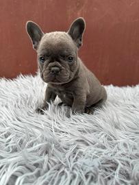 Bulldog francesi Merle maschi